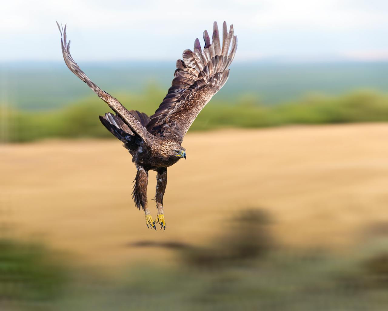 Golden Eagle flying above open fields, showcasing its powerful wingspan and sharp talons.